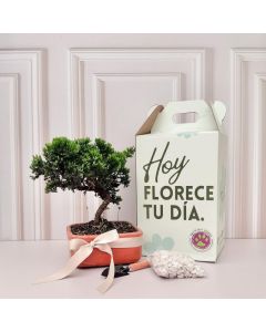 bonsai pino con pala y piedras decorativas|envio de flores a bogota 