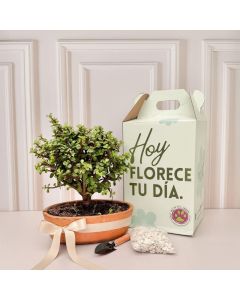 bonsai jade en matera con pala y piedras decorativas|flores a domicilio en bogota 