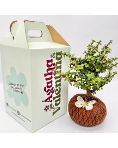 bonsái de jade en técnica japonesa kokedama con caja ecológica, envio rápido en Bogotá 