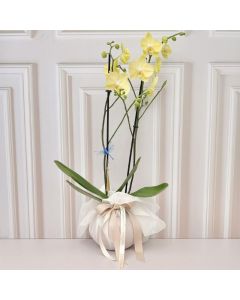 Orquídea  Amarilla Paris | Flores a Domicilio en Bogotá